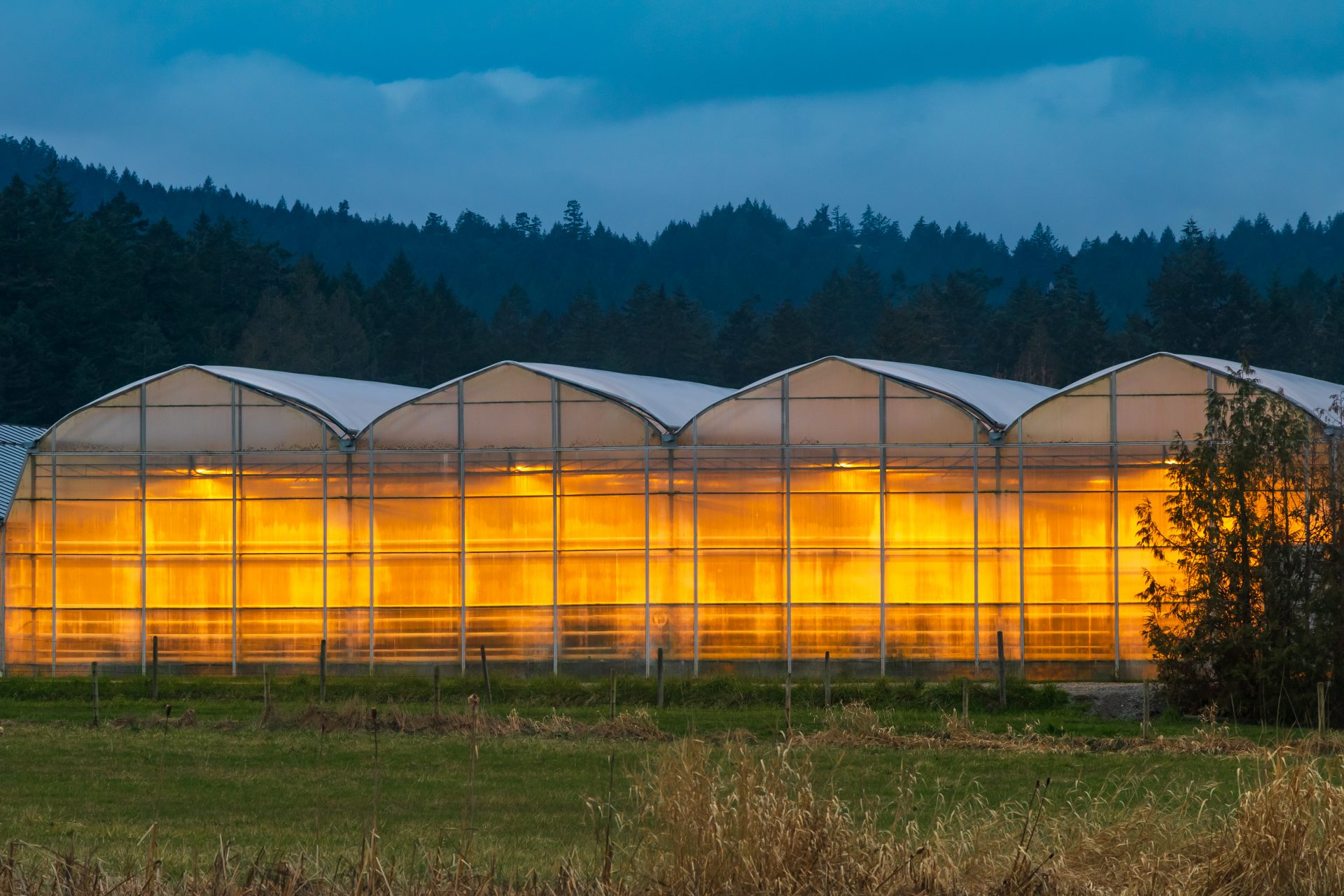 Illuminated greenhouse during night